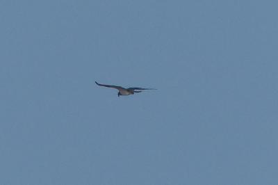 Balbuzard pêcheur