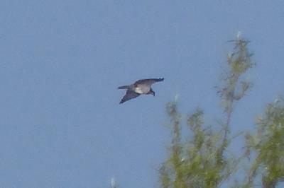 Balbuzard pêcheur