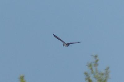 Balbuzard pêcheur