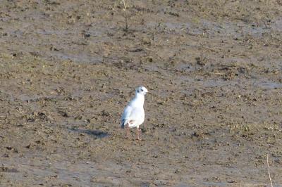 Mouette rieuse