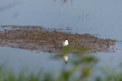 Mouette rieuse