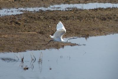 Aigrette garzette