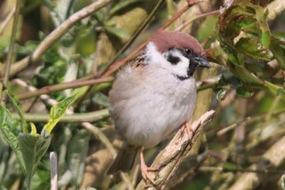 Moineau friquet