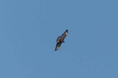 Buse variable