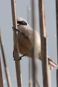 Rémiz penduline