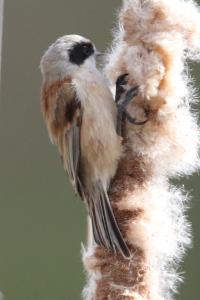 Rémiz penduline