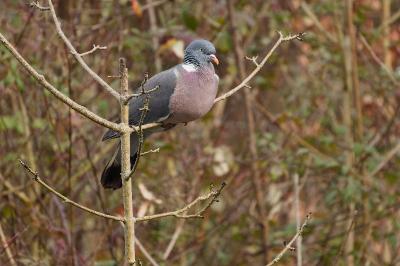 Pigeon ramier