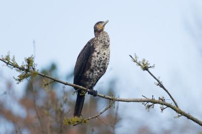 Grand Cormoran