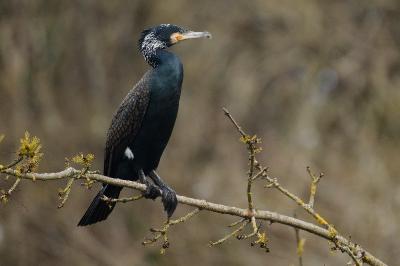 Grand Cormoran