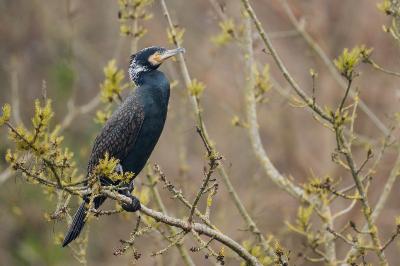 Grand Cormoran