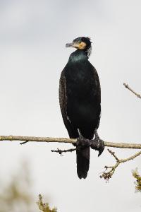 Grand Cormoran