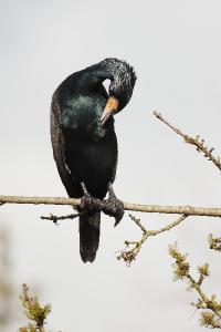 Grand Cormoran