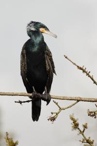 Grand Cormoran