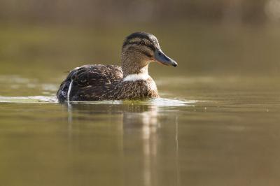 Canard colvert