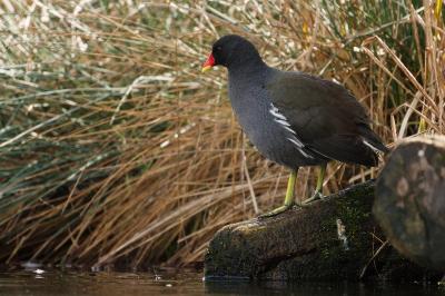 Poule-d'eau
