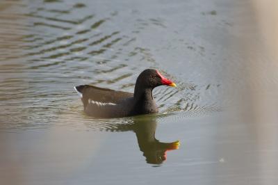Poule-d'eau