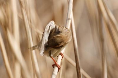 Moineau domestique