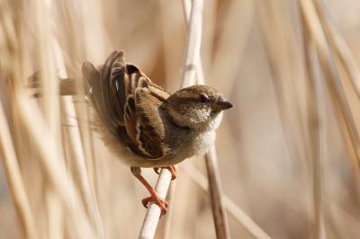 Moineau domestique