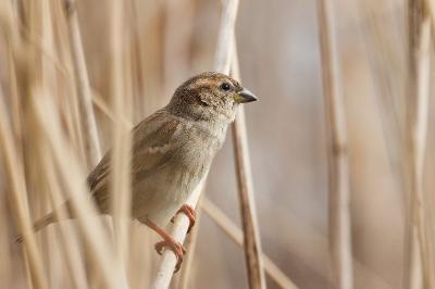 Moineau domestique