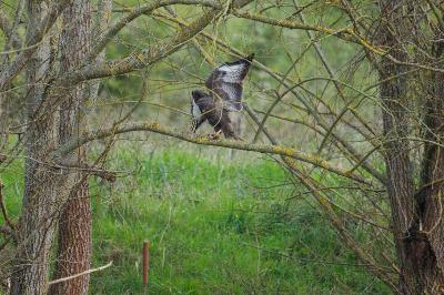 Buse variable