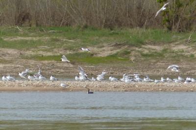 Mouette rieuse