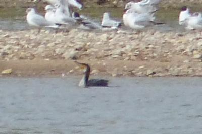 Grand Cormoran