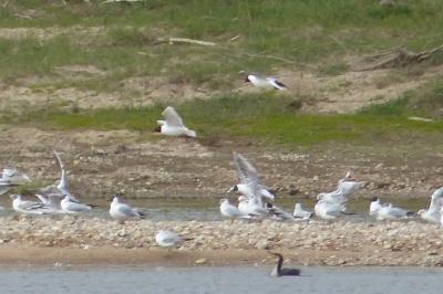 Mouette mélanocéphale