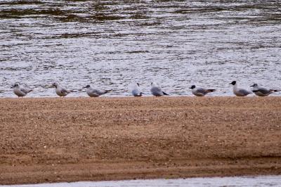 Mouette rieuse