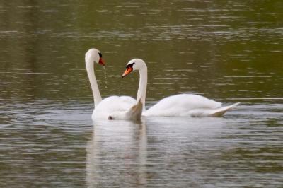 Cygne tuberculé