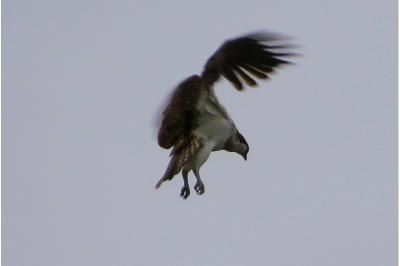 Balbuzard pêcheur