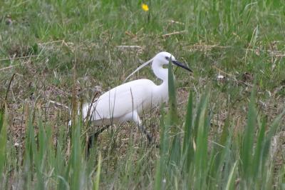 Aigrette garzette