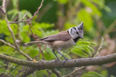 Lophophanes cristatus