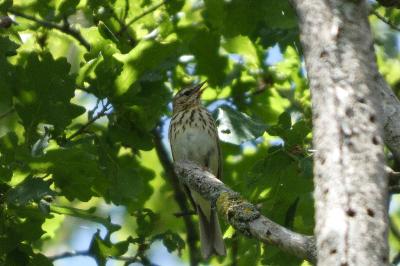 Pipit des arbres