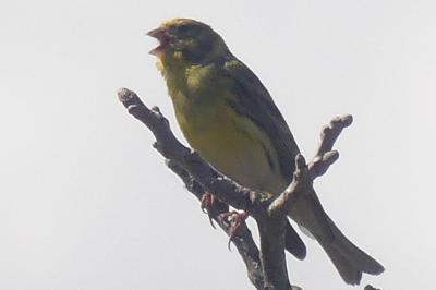 Serin cini