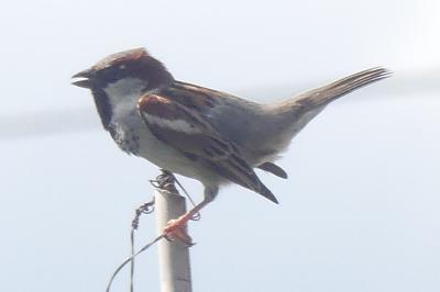 Moineau domestique