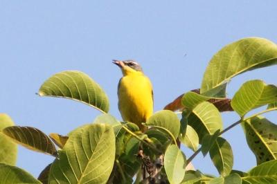 Motacilla flava