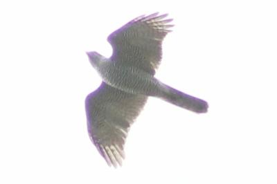 Autour des palombes