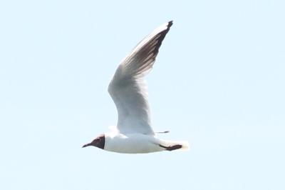 Mouette rieuse