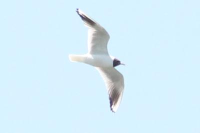 Mouette rieuse