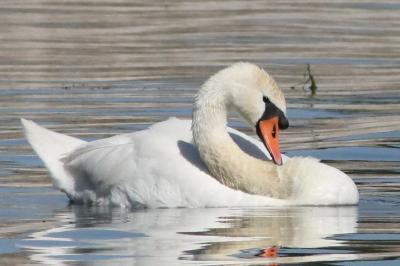 Cygne tuberculé