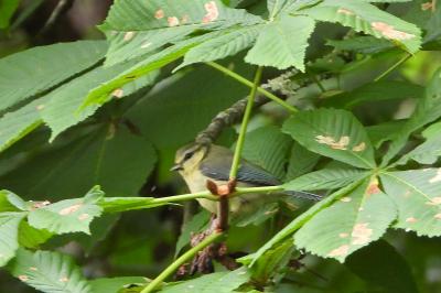 Mésange bleue