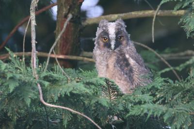 Hibou moyen-duc