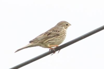 Emberiza calandra