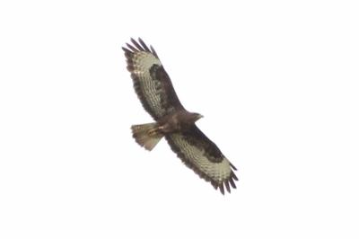 Buse variable