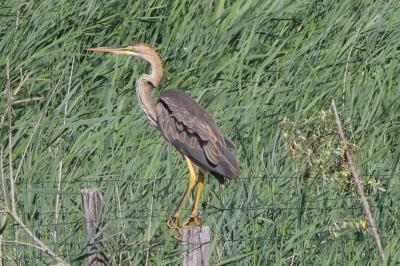 Ardea purpurea