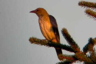 Oriolus oriolus