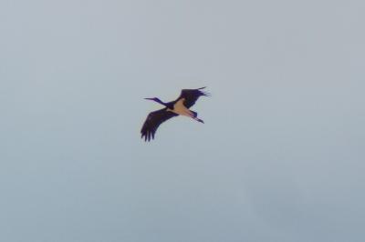 Cigogne noire