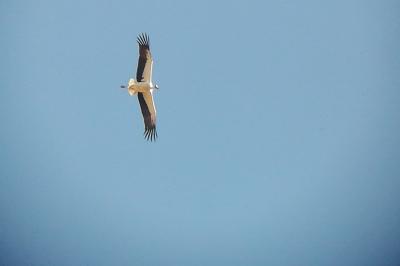 Cigogne blanche