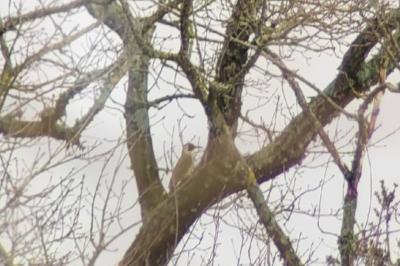 Pic vert