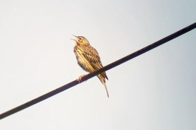 Pipit des arbres